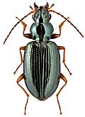 Carabidae: Bembidion adygorum Bel. & Sok., 1996