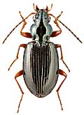 Carabidae: Bembidion grapii Gyll.