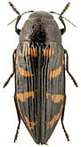 Buprestidae: Buprestis strigosa Gebl.