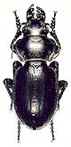 Callisthenes (s.str.) kuschakewitschi plasoni