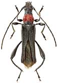 Cerambycidae: Callimoxys gracilis (Brulle)