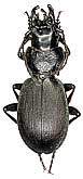 Carabus (Procechenochilus) heydenianus heydenianus Starck, 1889                 