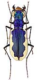 Carabidae: Cephalota galatea (Theime)