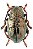 Chrysomelidae: Chaetocnema concinnicollis Baly
