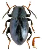 Chrysomelidae: Chaetocnema ussuriensis (Heikertinger, 1951)