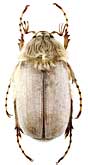 Scarabaeidae: Chioneosoma gorilla (Brenske)