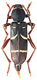 Cerambycidae: Clytus arietoides Rtt.