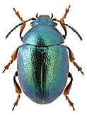 Chrysomelidae: Colaphellus sophiae (Schall.)