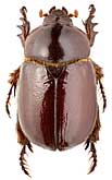 Scarabaeidae: Coptognathus attilla (Menetrie, 1849)