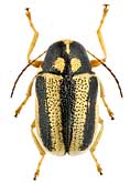 Chrysomelidae: Cryptocephalus limbellus semenovi (Ws.)