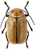 Chrysomelidae: Cryptocephalus peliopterus Sols.
