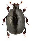 Histeridae: Dendrophilus punctatus (Hbst.)