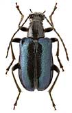 Cerambycidae: Dinoptera minuta Gebl.