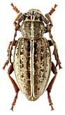 Cerambycidae: Dorcadion cinerarium panticapaeum (Plav.)