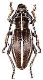 Cerambycidae: Dorcadion (s. str.) ganglbaueri Jakovlev, 1897