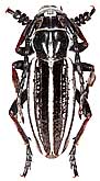 Cerambycidae: Dorcadion (s. str.) gebleri gebleri Kraatz, 1873