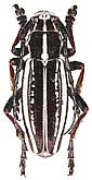 Cerambycidae: Dorcadion (s. str.) gebleri lukhtanovi Danilevsky, 1996