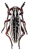 Cerambycidae: Dorcadion (s. str.) pantherinum desertum Danilevsky, 1995