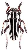 Cerambycidae: Dorcadion (Acutodorcadion) tianshanskii radkevitshi Suvorov, 1910