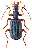 Carabidae: Drypta ussuriensis Jedl.