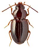 Carabidae: Elaphropus zouhari Jedl.