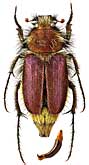 Glaphyridae: Eulasia eiselti (Petrovitz)