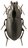 Carabidae: Harpalus anxius (Duft.)