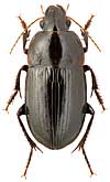 Carabidae: Harpalus servus (Duft.)