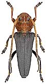 Cerambycidae: Phytoecia (Helladia) plasoni Ganglbauer, 1884