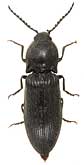 Elateridae: Hemicrepidius niger (Linnaeus, 1758)