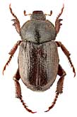 Scarabaeidae: Hoplia brevipes S.I. Medvedev