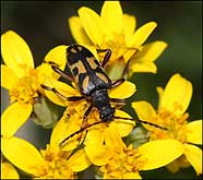 Cerambycidae: Brachyta variabilis (Gebler, 1817)