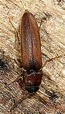 Eucnemidae: Rhacopus sahlbergi
