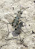 Carabidae: Cephalota chiloleuca (F.-W., 1820)