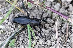 Cerambycidae: Dorcadion (Carinatodorcadion) carinatum carinatum (Pall.)