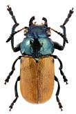 Chrysomelidae: Labidostomis amurensis Heyd.