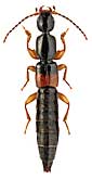 Staphylinidae: Lathrobium scutellare Nordm.
