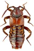 Staphylinidae: Lomechusoides strumosus (F.)