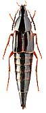 Staphylinidae: Lordithon maaki (Solsky, 1871)
