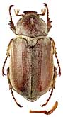 Scarabaeidae: Microphylla paupera (Hampe)