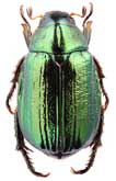 Scarabaeidae: Mimela flavilabris (C.O.Waterhouse, 1875)