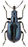 Rhynchitidae: Nelasiorhynchites ussuriensis Legalov