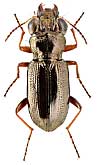 Carabidae: Notiophilus rufipes J.Curtis