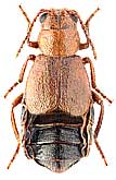 Chrysomelidae: Nyctidromas cf. hirtus (Ws.)