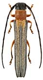 Cerambycidae: Oberea vittata Bless.