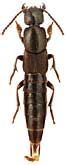 Staphylinidae: Ocypus (Aulacocypus) parvulus Sharp, 1874