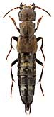 Staphylinidae: Ontholestes orientalis Bernhauer