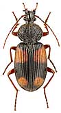Carabidae: Panagaeus japonicus Chaud.