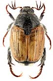 Scarabaeidae: Pharaonus caucasicus Rtt.