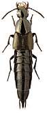 Staphylinidae: Philonthus addendus Sharp